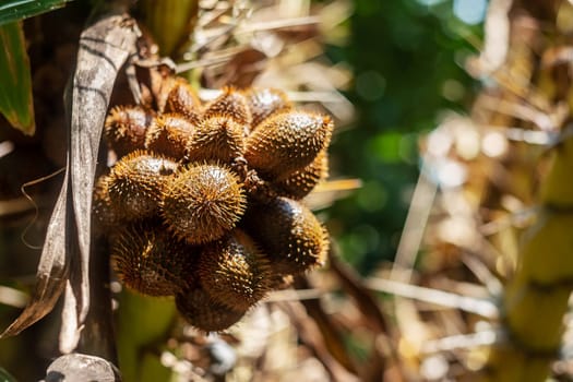 Thai lychee from tree on blurred nature background