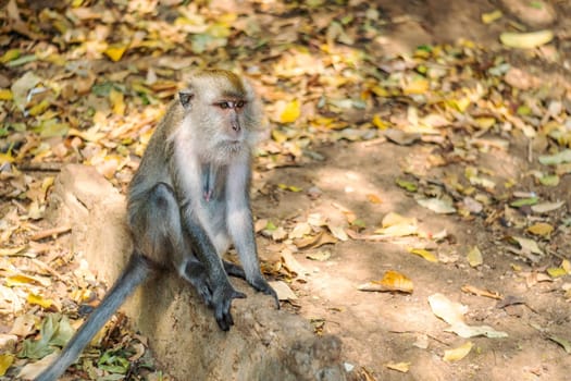 Asia monkey wildlife on blurred background