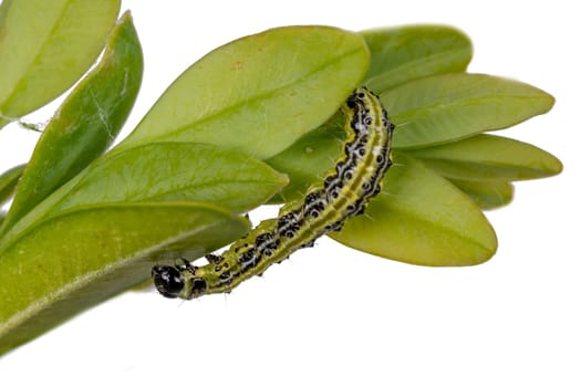 Boxwood borer crawls on a branch. Boxwood bright leaves isolated on white