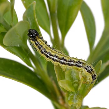 Boxwood borer crawls on a branch. Boxwood bright leaves isolated on white
