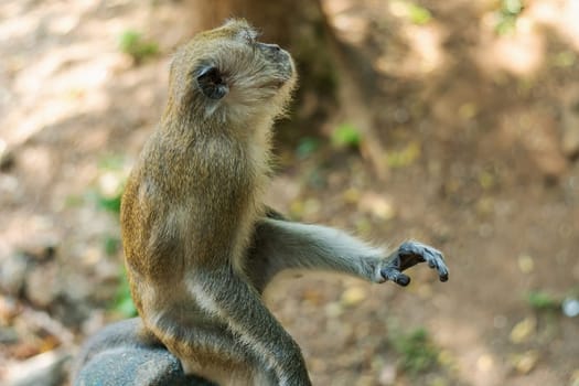 Asia monkey wildlife on blurred background