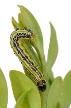 Boxwood borer crawls on a branch. Boxwood bright leaves isolated on white