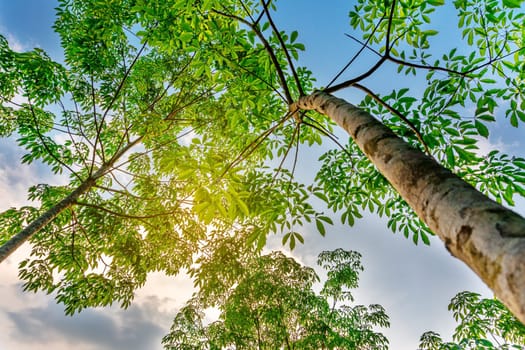 Plantation latrx rubber or para rubber tree or tree rubber with leaves branch in southern Thailand