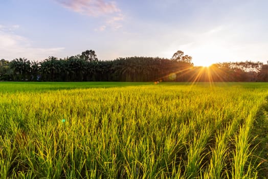 Rice field with sunrise or sunset and sunbeam flare over the sun in morning light