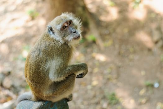 Asia monkey wildlife on blurred background