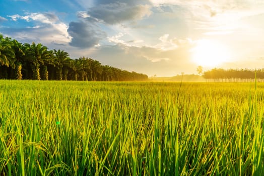 Rice field with sunrise or sunset over the sun in moning light