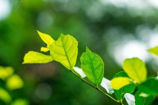 Green leaf nature with branch on light bokeh nature blurred background