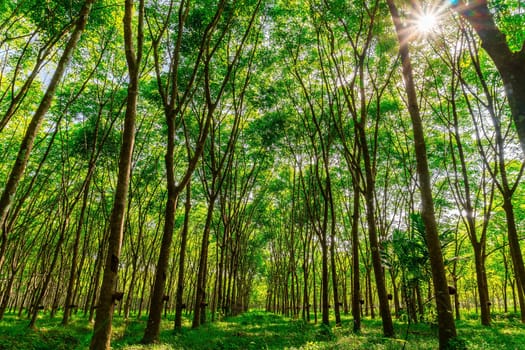 Latex rubber plantation or para rubber tree or tree rubber with sun ray in southern Thailand