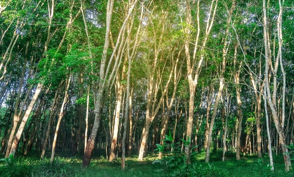 Para rubber tree, latex rubber plantation and tree rubber in southern Thailand