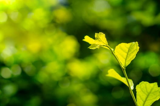 Green leaf nature with branch on space light bokeh nature blurred background
