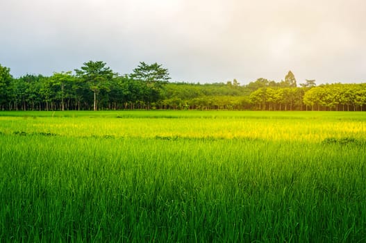 Rice field rural with colorful of sky in sunlight, Green field rural countryside