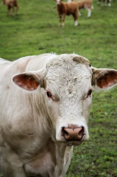 a lot of cows in the pasture