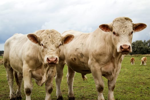 a lot of cows in the pasture
