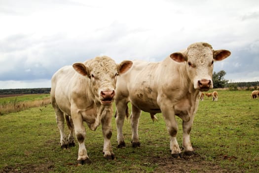 a lot of cows in the pasture