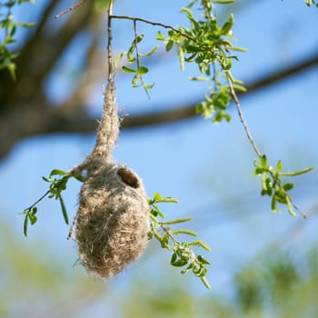 Nest of a Penduline Tit (Remiz pendulinus) in spring in a nature reserve near Magdeburg in Germany