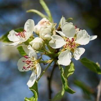 Blossoms on a wild apple tree in spring