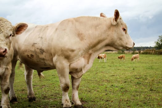 a lot of cows in the pasture