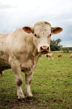 a lot of cows in the pasture