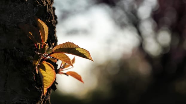 Leaves at a cherry tree in spring at dawn before sunrise