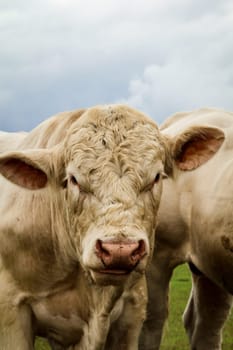 a lot of cows in the pasture