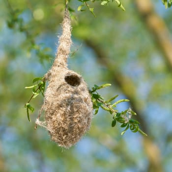 Nest of a Penduline Tit (Remiz pendulinus) in spring in a nature reserve near Magdeburg in Germany
