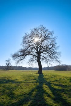 Oak tree in a meadow in the back light in spring