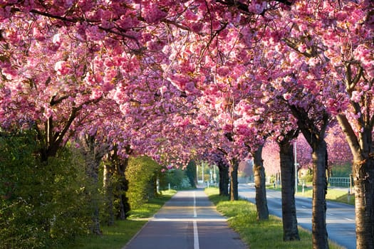 Avenue of blooming cherry trees in spring in downtown Magdeburg in Germany