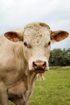 a lot of cows in the pasture