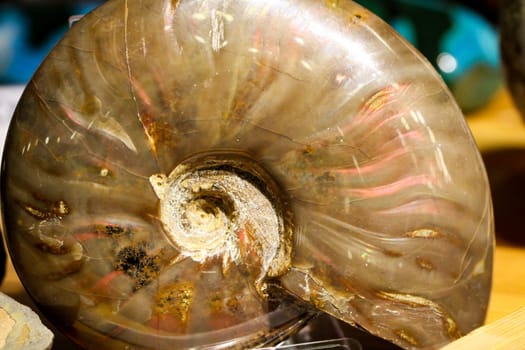 gemstones, shells and semi-precious stones with beautiful colors