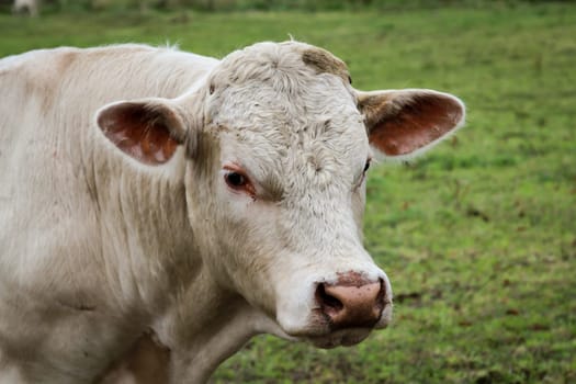 a lot of cows in the pasture
