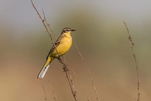 yellow wagtail warble on a tree twig