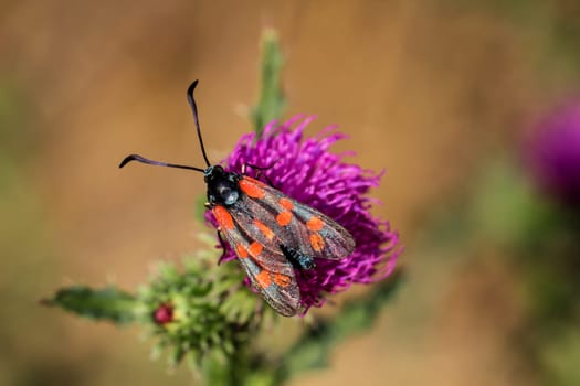 Close-up of a butterfly, rambling on a plant