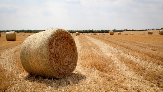 Straw bales on a grated wheat field