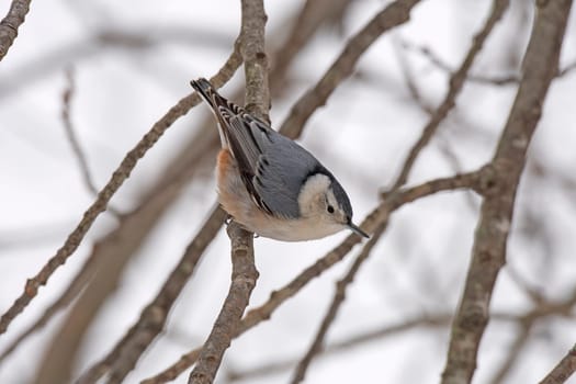 White Breasted Nuthatch in a Tree in Winter in Peninsula State Park in Wisconsin