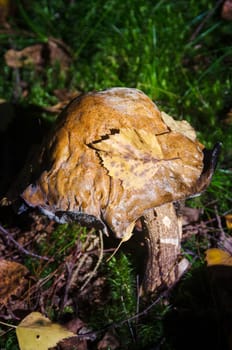 A fungus standing in the forest lonely and beutiful
