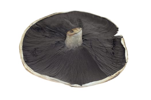 A close up shot of a field mushroom
