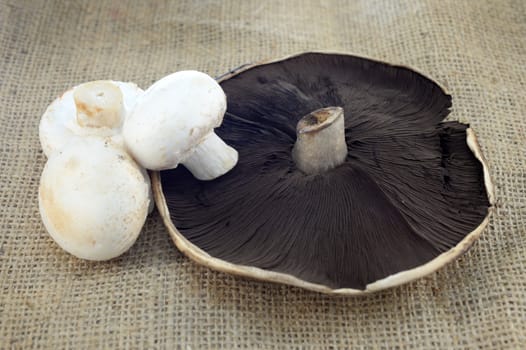 A close up shot of a field mushroom