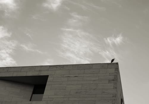 Heron over the roofs of Berlin