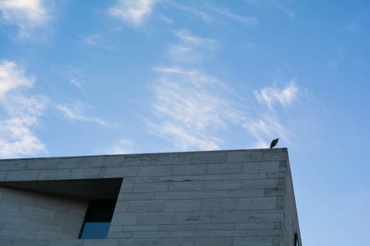 Heron over the roofs of Berlin