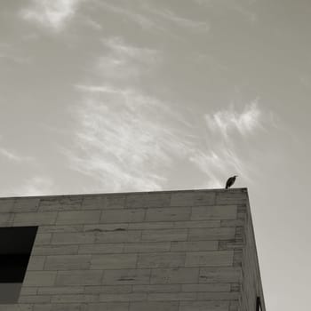 Heron over the roofs of Berlin