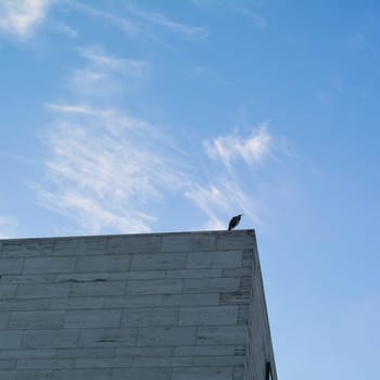 Heron over the roofs of Berlin