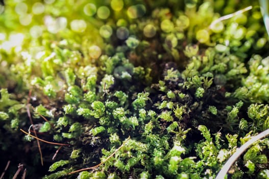 Beautiful green moss on the floor, moss closeup, macro.