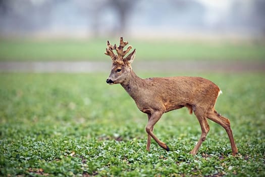 Roe deer, capreolus capreolus, buck with big antlers covered in velvet walking. Wild animal in winter. Roebuck sheding velvet.