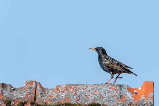 Starling walks over a roof ridge in front of a blue sky