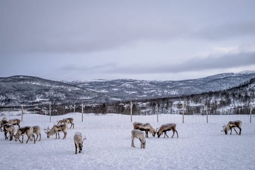 Herd of reindeers looking for food in snow, Tromso region, Northern Norway