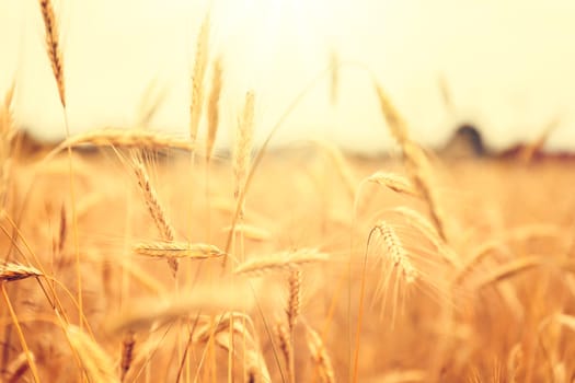 Sunny golden wheat field