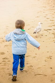 Little boy chasing white seagull on the beach in autumn