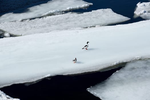 Pair of Common Merganser on an ice sheet floating in water.