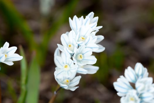 Striped Squill flower close up.