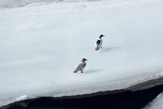 Pair of Common Merganser on an ice sheet floating in water.